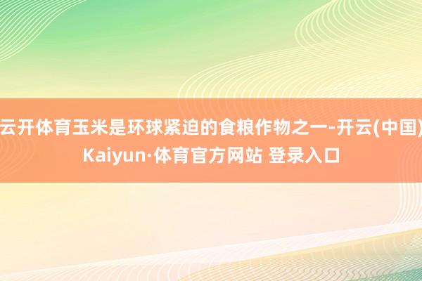 云开体育玉米是环球紧迫的食粮作物之一-开云(中国)Kaiyun·体育官方网站 登录入口